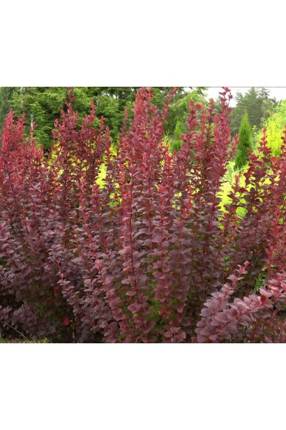 Барбарис тунберга Чоклейт Саммер кущ